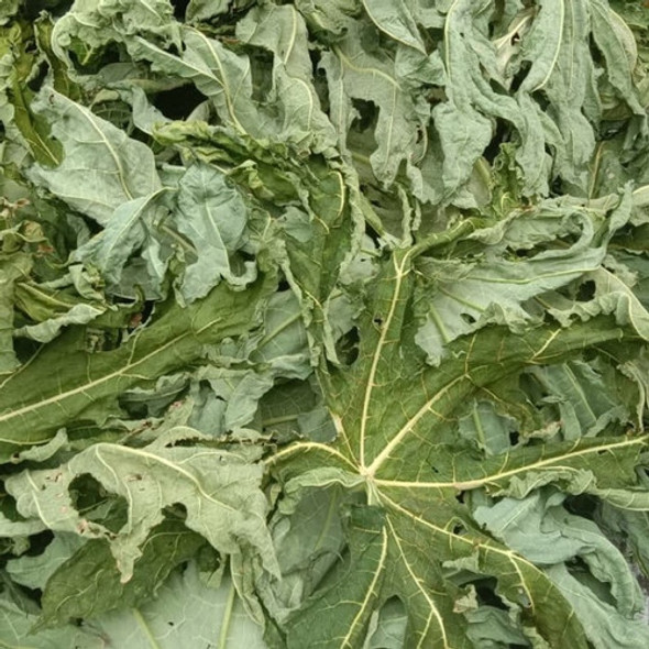 Nusantara Delicate Pepaya Leaves - Carica papaya Dried, 80  gram