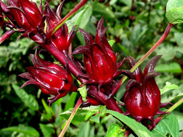 Nusantara Delicate Red Rosella Flowers - Hibiscus sabdrariffah Powder, 80  gram