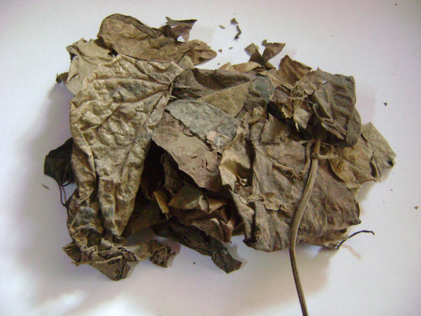 Nusantara Delicate Green Sirih Leaves -  Piper betle Dried ,  80  gram