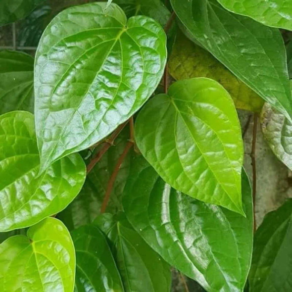 Nusantara Delicate Green Sirih Leaves - Piper betle Dried, 80  gram