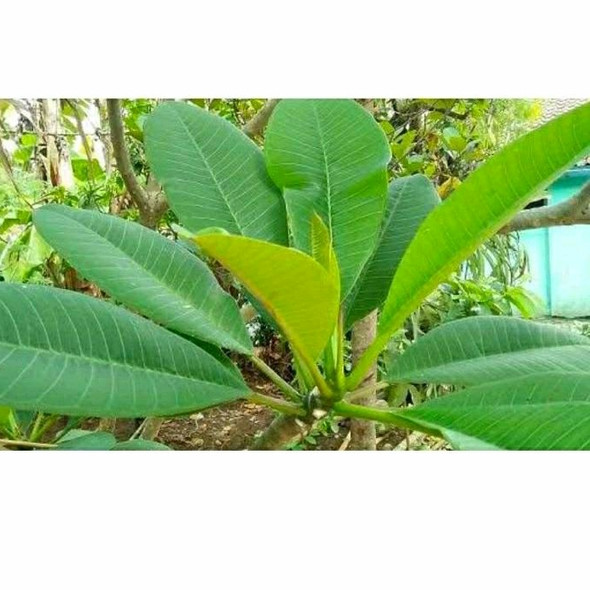 Nusantara Delicate Daun Kamboja - Plumeria Leaf Dried, 80gr