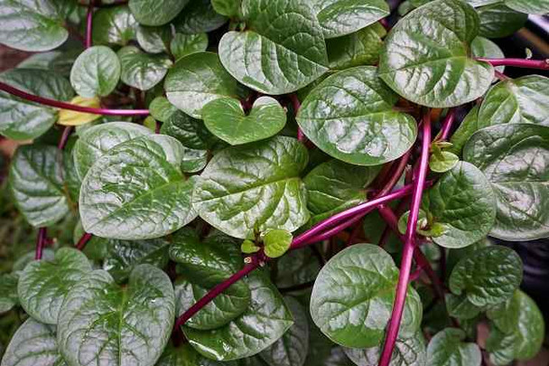 Nusantara Delicate Powder Binahong Leaves - Anredera cordifolia 80 gram