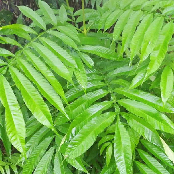 Nusantara Delicate Sungkai Leaves - Peronema canescens Jack Dried,  80  gram