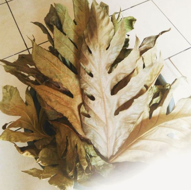 Nusantara Delicate Sukun Leaves - Artocarpus altilis Dried,  80  gram