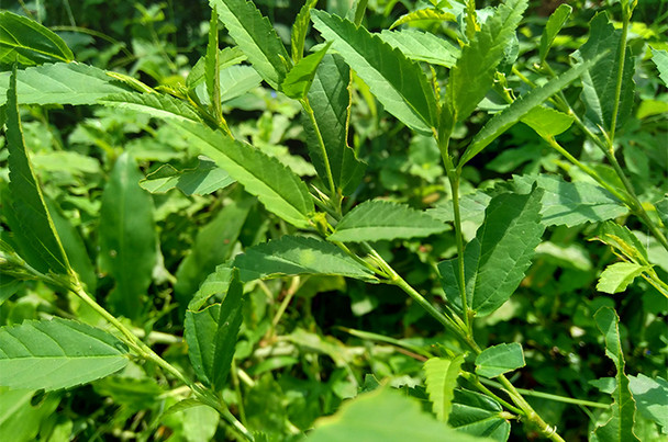 Nusantara Delicate Sidaguri   Leaves - Sida rhombifolia L Dried,  80  gram