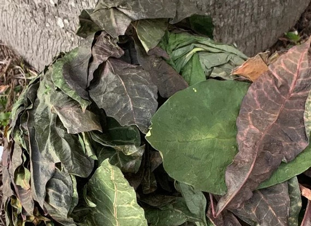 Nusantara Delicate Daun Puring - Codiaeum Variegatum Leaf Dried, 80gr
