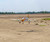 Seagull Models NEW Piper Cherokee PA-28 Mustang Tribute 87" 35CC ARF