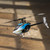 BLADE BLH01650 Revolution 155 CP BNF Basic RC Helicopter with SAFE