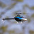 BLADE BLH01600 Revolution 155 CP RTF RC Helicopter with SAFE