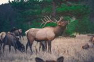 Elk Finding Guide: Top Tips & Strategies