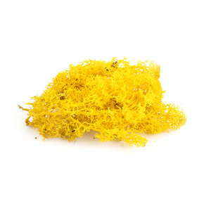Yellow Lichen Yellow Lichen