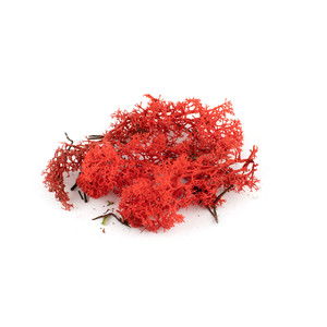 Red Lichen Red Lichen
