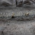 Barbed Wire Defensive Position Barbed Wire Defensive Position