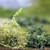 WWScenics Bushes 500ml Tub