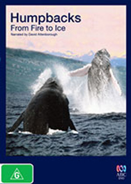 Humpbacks: From Fire to Ice