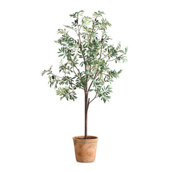 Olea Tree in Terracotta (52|60241)