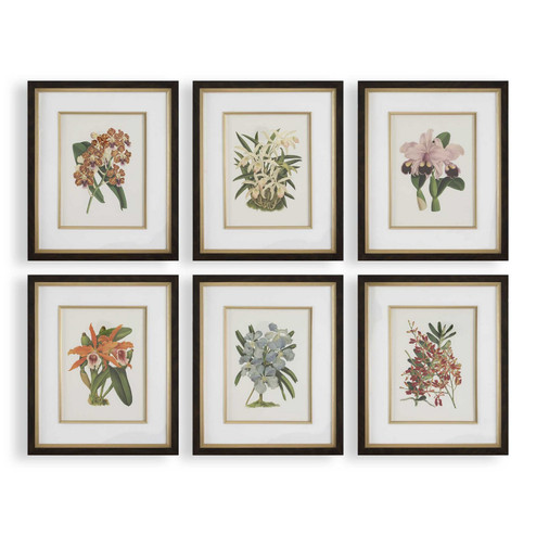Orchid Framed Prints Set/6 (52|32447)