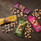 Sahale Pecans Maple Glazed Mix, 1.5 Ounce, 18 Per Case Sahale Pecans Maple Glazed Mix, 1.5 Ounce, 18 Per Case
