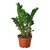 Zamioculcas Zamiifolia ZZ-8" Pot / Nursery Pot D245-8_ZAMIOCULCAS_ZAMIIFOLIA