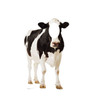 Life-size Cow Stand-In Cardboard Cutout