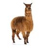 Life-size cardboard standee of a Llama Front View