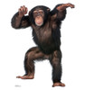 Life-size Young Chimpanzee Cardboard Cutout