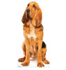 Life-size cardboard standee of a Bloodhound.