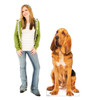 Life-size cardboard standee of a Bloodhound with model.