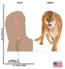 Life-size cardboard standee of a Cougar with back and front dimensions.