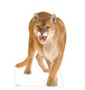 Life-size cardboard standee of a Cougar.