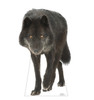 Life-size cardboard standee of a Canadian Black Wolf.