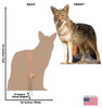 Life-size cardboard standee of a Coyote with back and front dimensions.