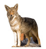 Life-size cardboard standee of a Coyote.