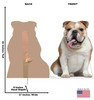 Life-size cardboard standee of a English Bull Dog with back and front dimensions.