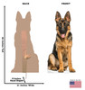 Life-size cardboard standee of a German Shepherd with back and front dimensions.