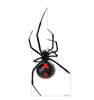 Life-size cardboard standee of a Giant Black Widow Spider.