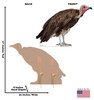 Life-size cardboard standee of a Hooded Vulture with back and front dimensions.