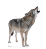 Life-size cardboard standee of a Howling Wolf.