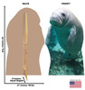 Life-size cardboard standee of a Manatees with back and front dimensions.