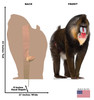 Life-size cardboard standee of a Mandrill with back and front dimensions.