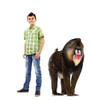 Life-size cardboard standee of a Mandrill with model.
