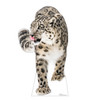 Life-size cardboard standee of a Snow Leopard.