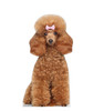 Life-size cardboard standee of a Toy Poodle.