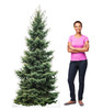 Life-size cardboard standee of a Fir Tree with model.