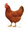 Life-size cardboard standee of a Chicken.