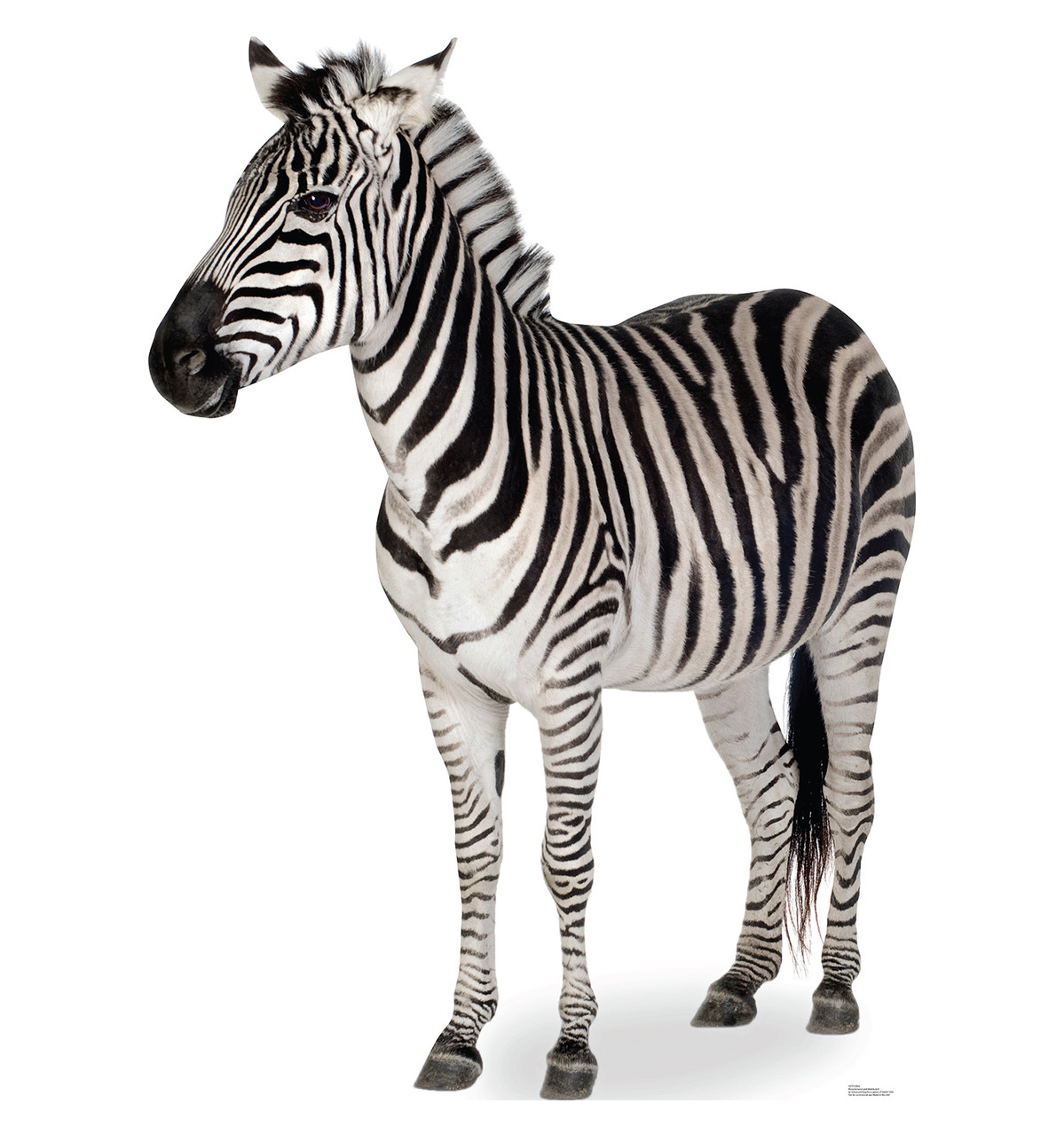Life-size Zebra side Cardboard Standup