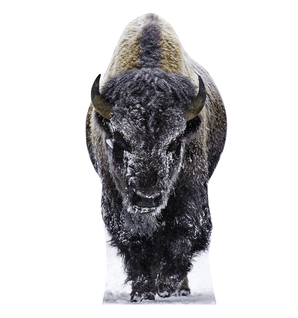 Life-size cardboard standee of a Yellowstone Bison.