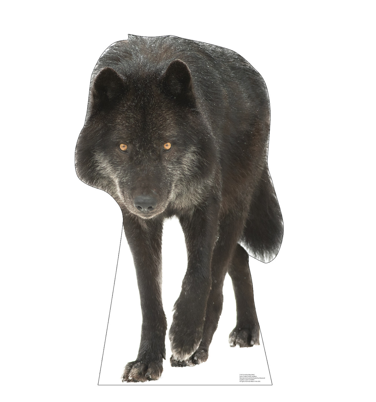 Life-size cardboard standee of a Canadian Black Wolf.