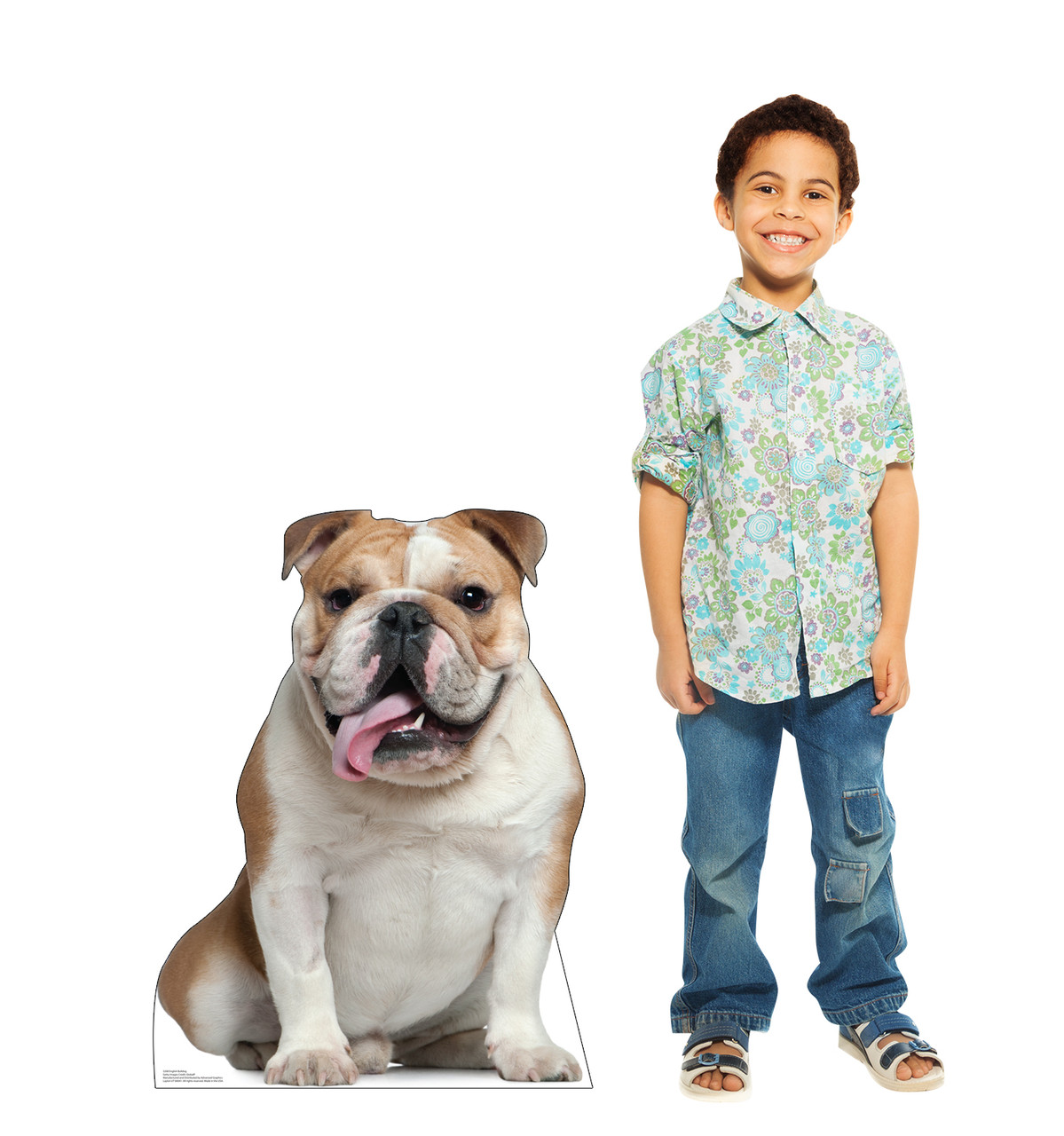 Life-size cardboard standee of a English Bull Dog with model.