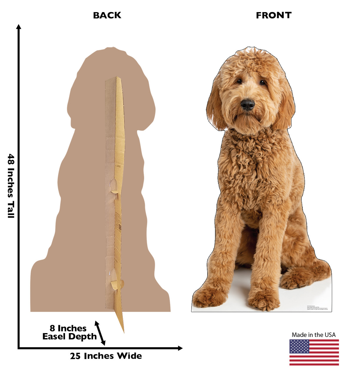 Life-size cardboard standee of a Goldendoodle with back and front dimensions.